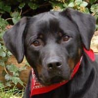 CHOPPER - kleiner Wirbelwind mit Herz, Hund zur Adoption