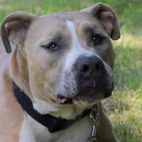 Tequila, Hund zur Adoption