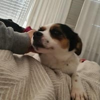 Elsie auf PS in Neuss sucht ihre Familie, Hund zur Adoption