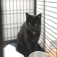 Lava musste im Käfig leben, Katze zur Adoption