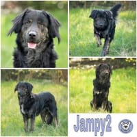 JAMPY2 * sportlicher Schmuser, Hund zur Adoption