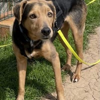 Armer Lenny, Hund zur Adoption