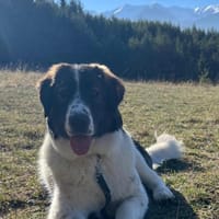 Linda eine großherzige Lady, Hündin zur Adoption