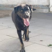 Nero, lernt gerade die Welt kennen, Hund zur Adoption