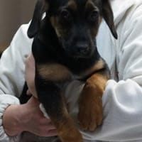 Verona ❤, Hündin zur Adoption