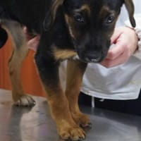 Verona ❤, Hündin zur Adoption