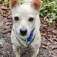 Oscar, offen, verschmust, verträglich, Hund zur Adoption