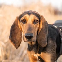 Mars, Hund zur Adoption