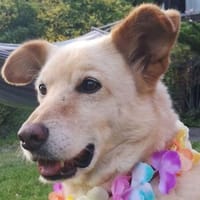 Sam - endlich für immer ankommen, Hund zur Adoption