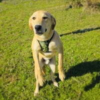 Nicki ein freundlicher Labrador Mix, Hund zur Adoption