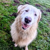 Arik, Hund zur Adoption