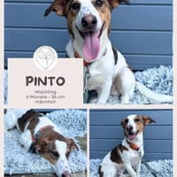 Pinto: Charmanter, lebensfroher Rüde, Hund zur Adoption