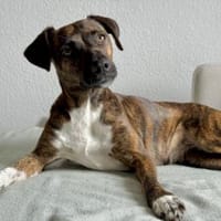 Wer gibt Silly ein Zuhause?, Hündin zur Adoption