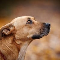 Elise möchte an Ihrem Leben teilhaben, Hündin zur Adoption