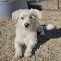 Luis 35 cm (Pflegestelle), Hund zur Adoption