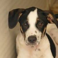 Möchten Sie Nettuno bei sich aufnehmen?, Hund zur Adoption