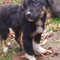 Kleiner, tapferer Trufi sucht ..., Hund zur Adoption