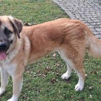 Hast du ein warmes Körbchen für Akemi?, Hündin zur Adoption