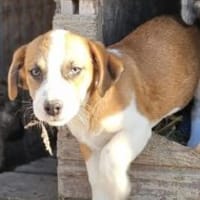 Scott 26 cm (Nov 25, wächst noch), Hund zur Adoption