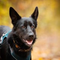 Arlo hofft auf Hilfe, Hund zur Adoption