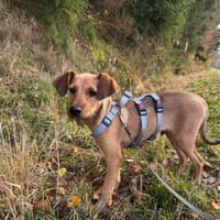 Alfio sucht sein Glück, Hund zur Adoption