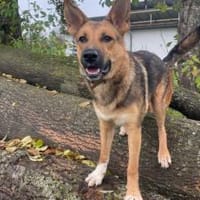 Lass dich von Maverick verzaubern!, Hund zur Adoption