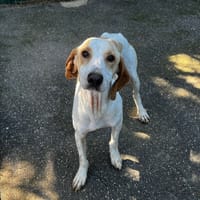 HOMER VAA, chien à adopter