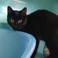 NOVA, chatte à adopter