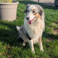 RUSTY, chien à adopter