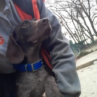 Dorie, chienne à adopter