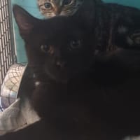 SCROUTAPETARD, chatte à adopter