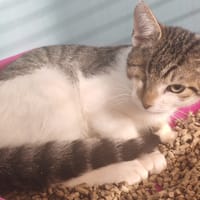 WALLY, chat à adopter