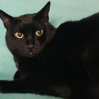 OTHELLO, chat à adopter