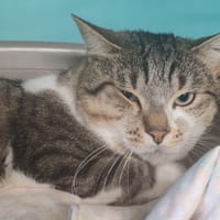 DAVID, chat à adopter