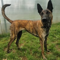 Lyka, chienne à adopter