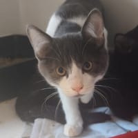 ALMA, chat à adopter