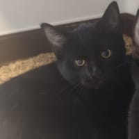 ALURA, chatte à adopter