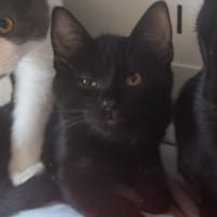 ALBA, chat à adopter