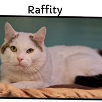 RAFFITY ( Réservée), chat à adopter