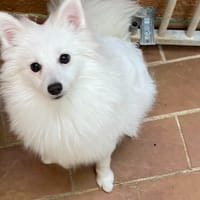 Rio, chien à adopter