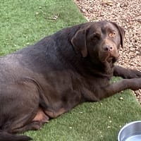 OLGA, chienne à adopter