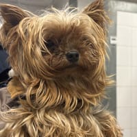 PEPITO VAA, chien à adopter