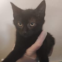 KUDA, chat à adopter