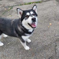 Serena, chienne à adopter