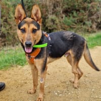 Shadow, chien à adopter