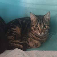 EMBRUME, chat à adopter