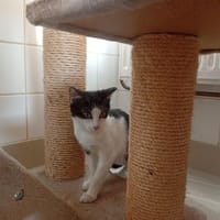 ALADIN, chat à adopter