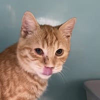 RATOON, chat à adopter