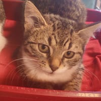 TOC, chatte à adopter