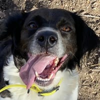 SHIVA, chienne à adopter